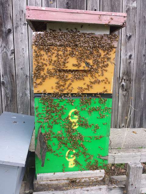 Sticky Mittens Honey And Pollination